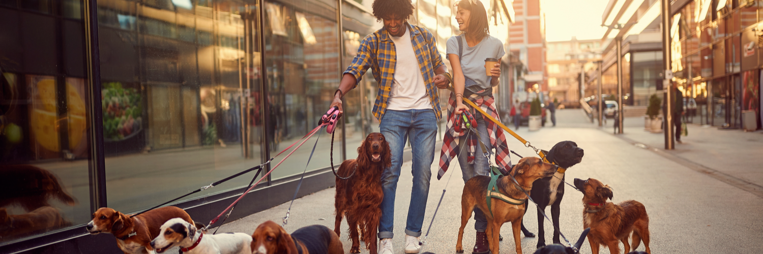 Dog Walker Insurance Massachusetts