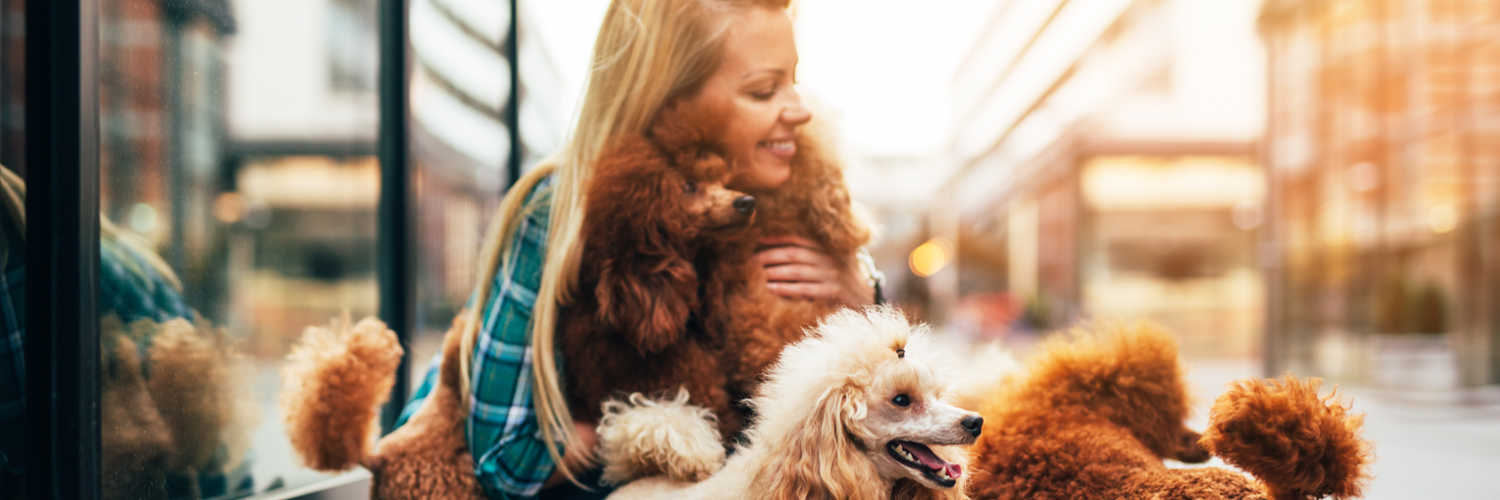 Dog Walker Insurance Massachusetts