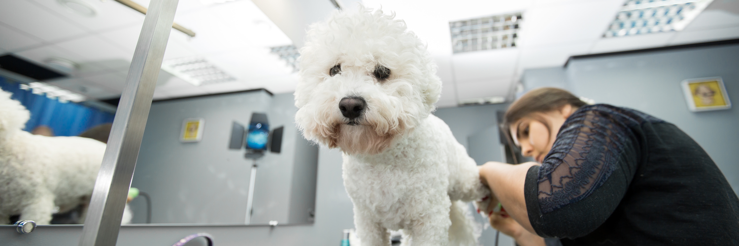 Pet Groomer Insurance Massachusetts