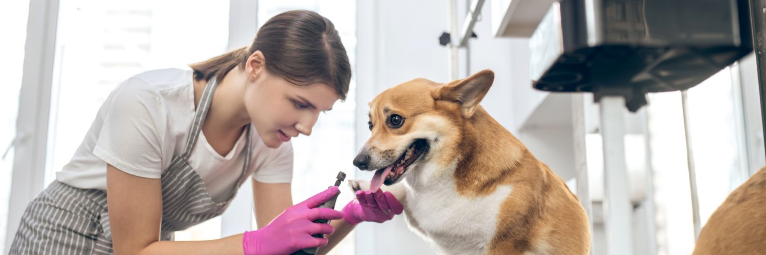Pet Groomer Insurance Massachusetts