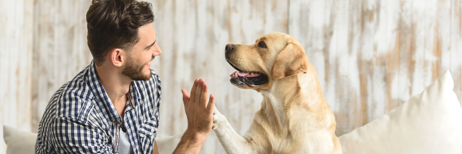 Pet Insurance Massachusetts