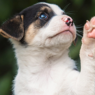 Pet Care Insurance Massachusetts