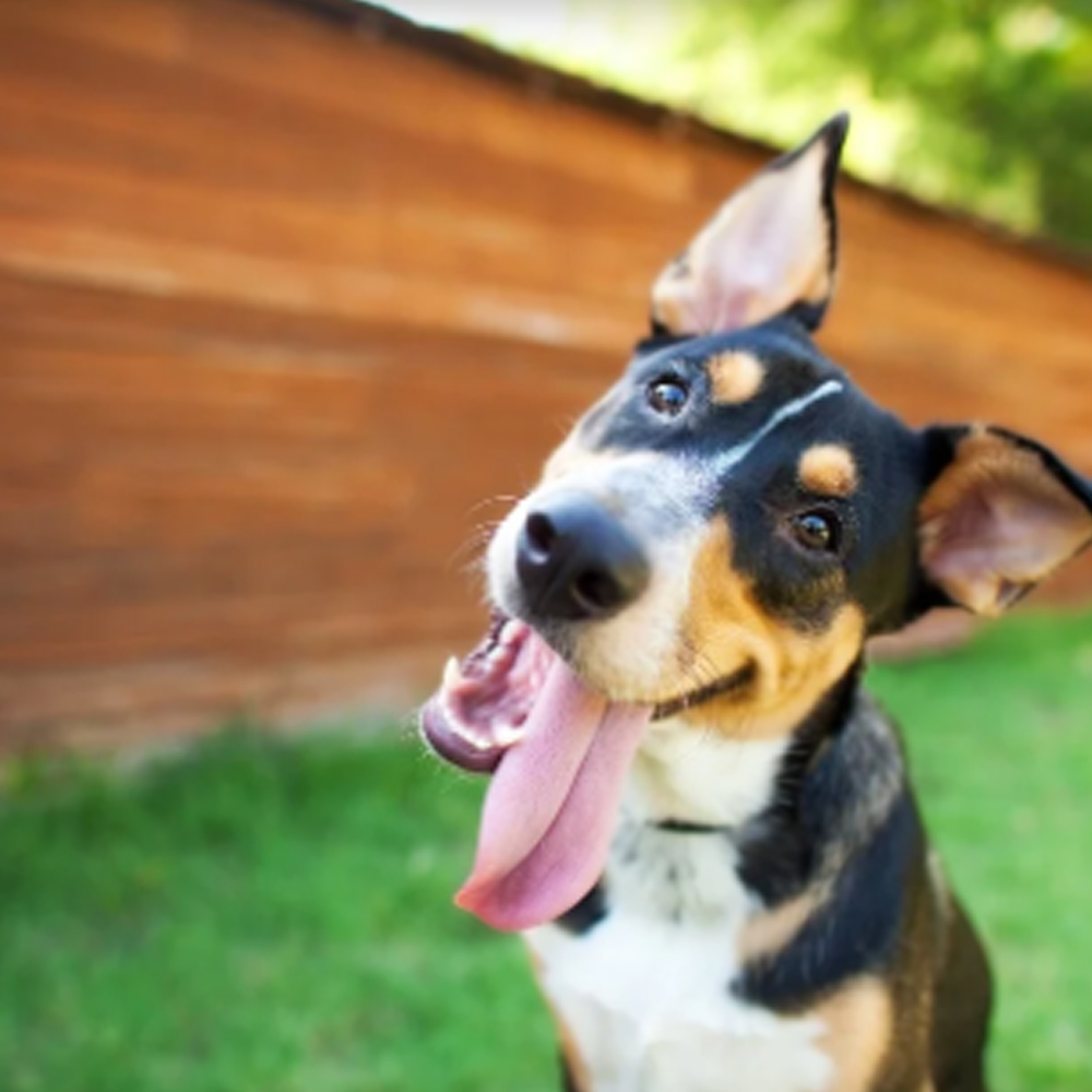 Advice For Worcester Pet Owners
